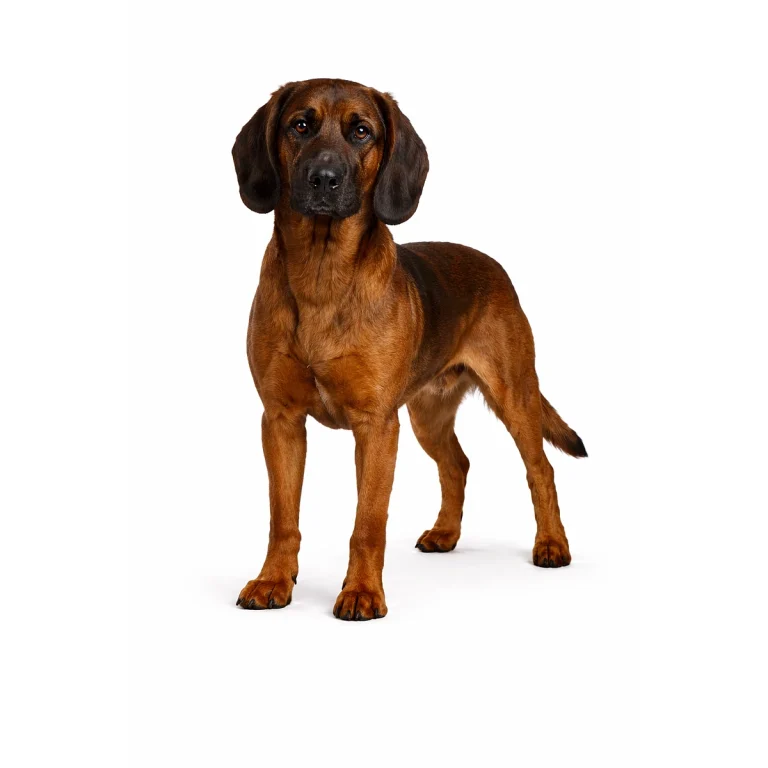 Bayerischer Gebirgsschweißhund