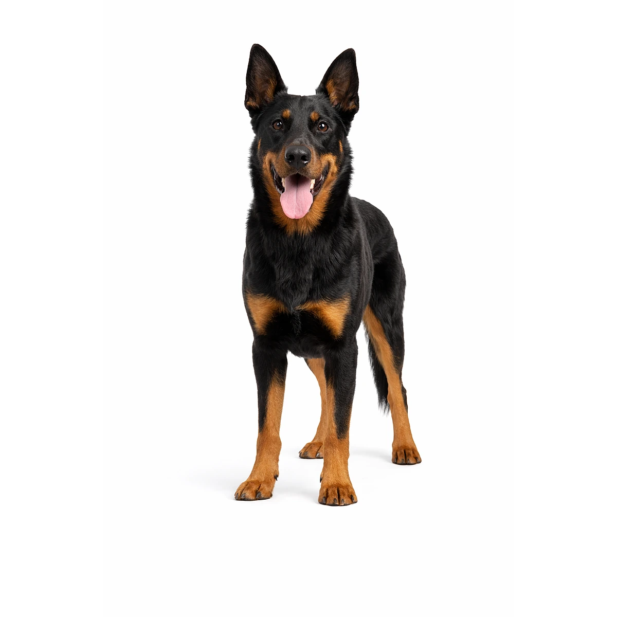 Beauceron