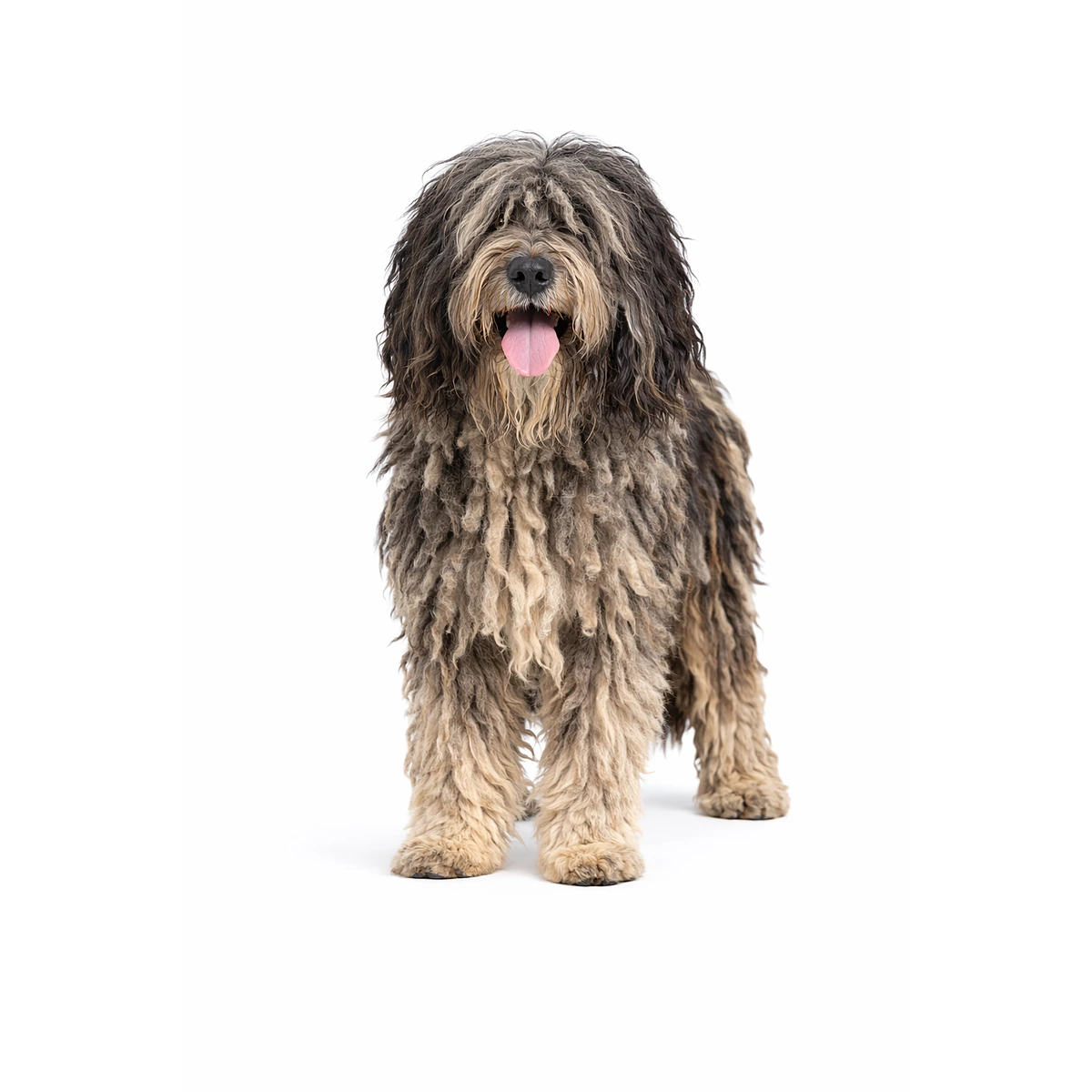 Bergamasker Hirtenhund