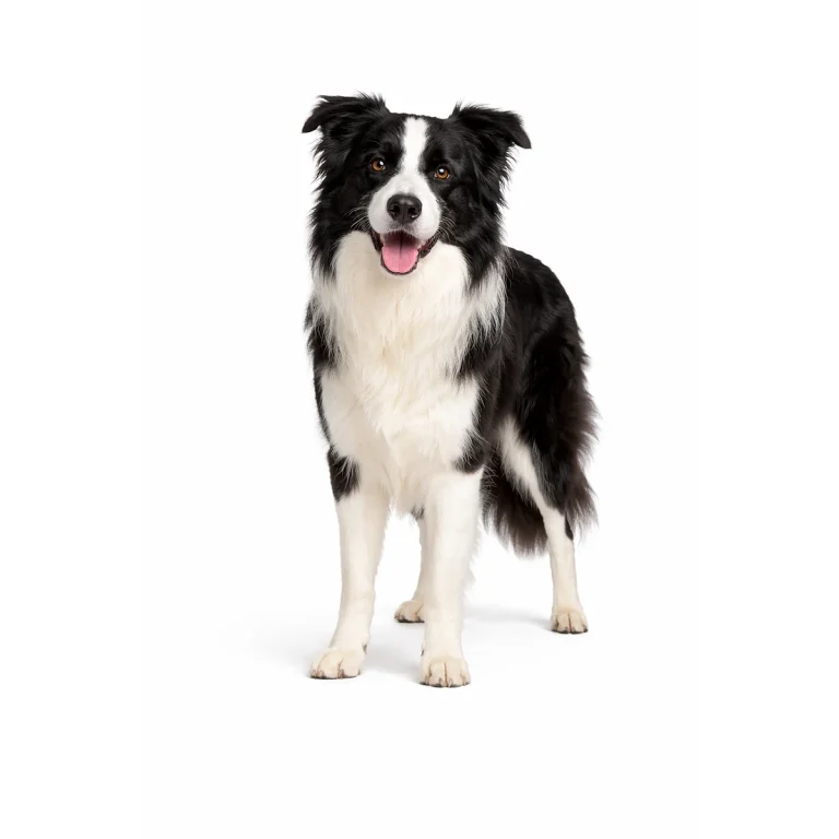 Border Collie Hund character