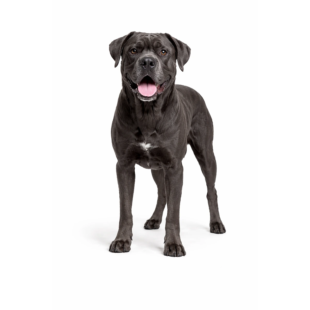 Cane Corso Italiano