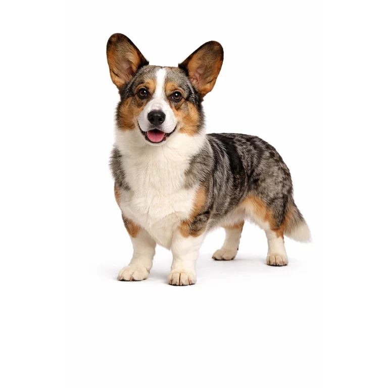 Cardigan Welsh Corgi