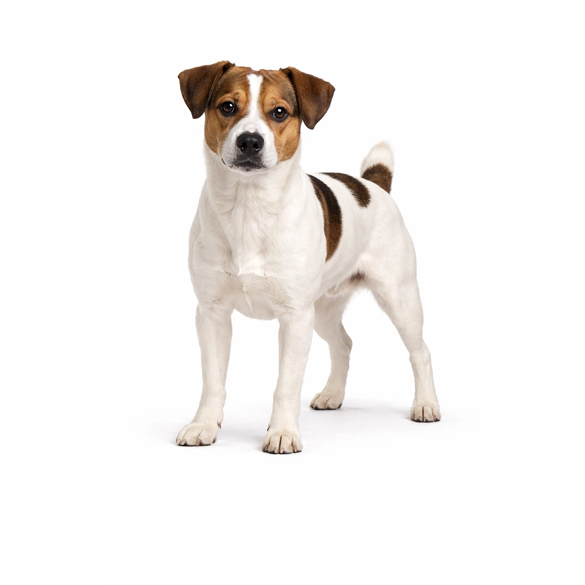 Dänisch-Schwedischer Farmhund Hund character