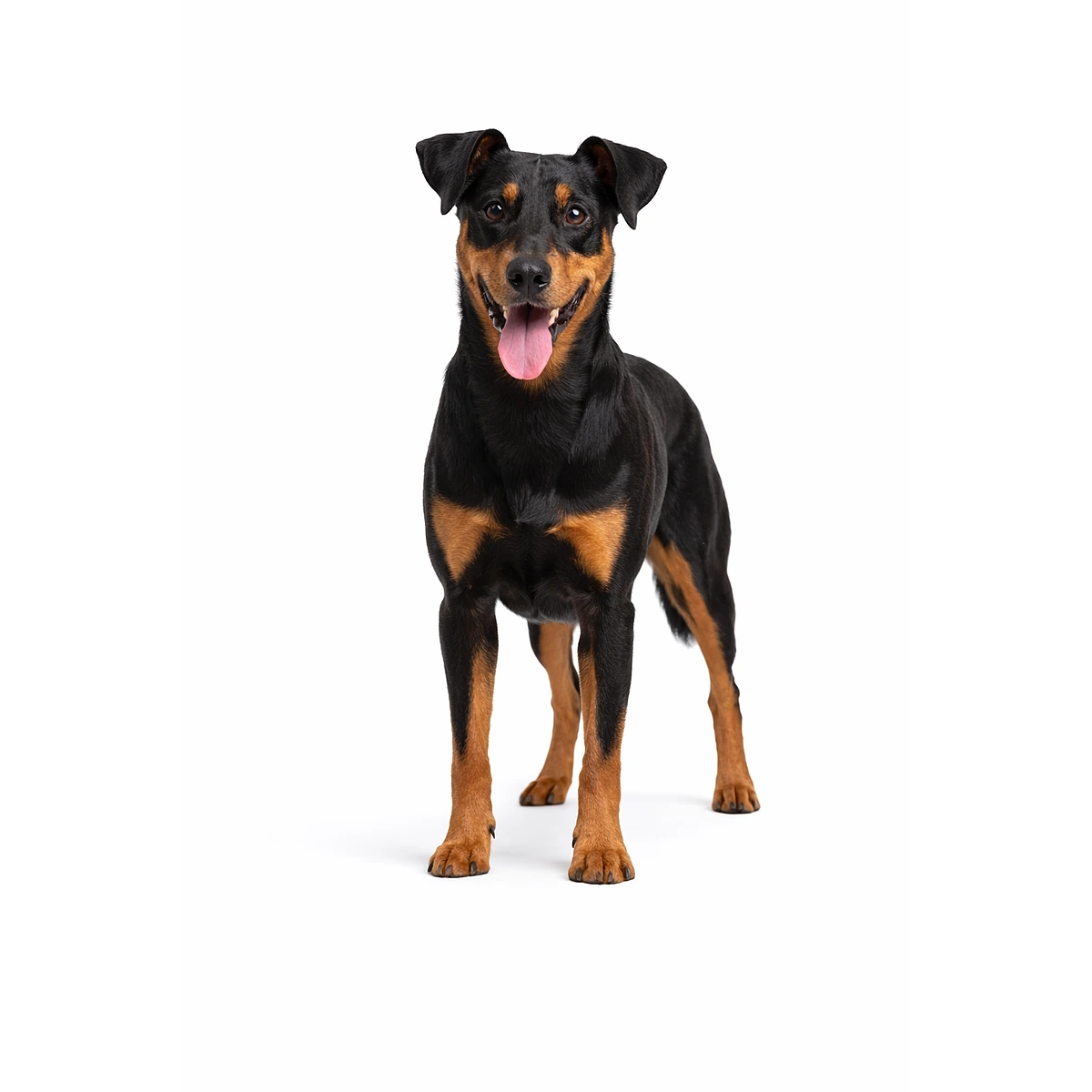Deutscher Pinscher