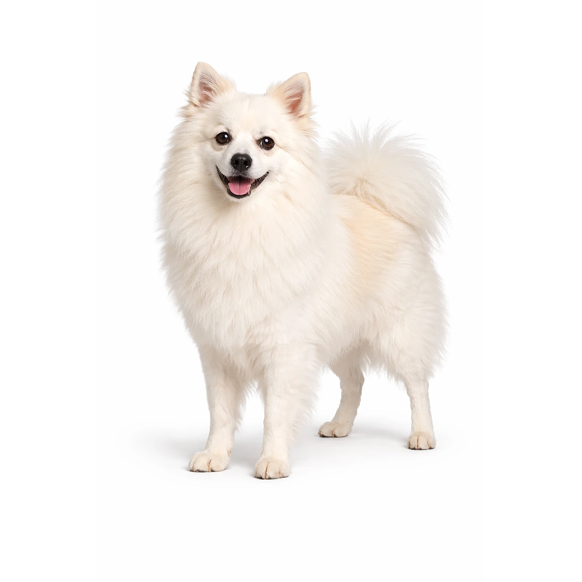 Deutscher Spitz (Mittel) Hund charakter