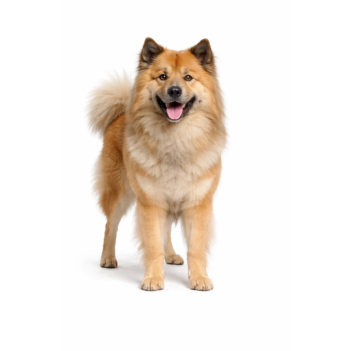 Eurasier
