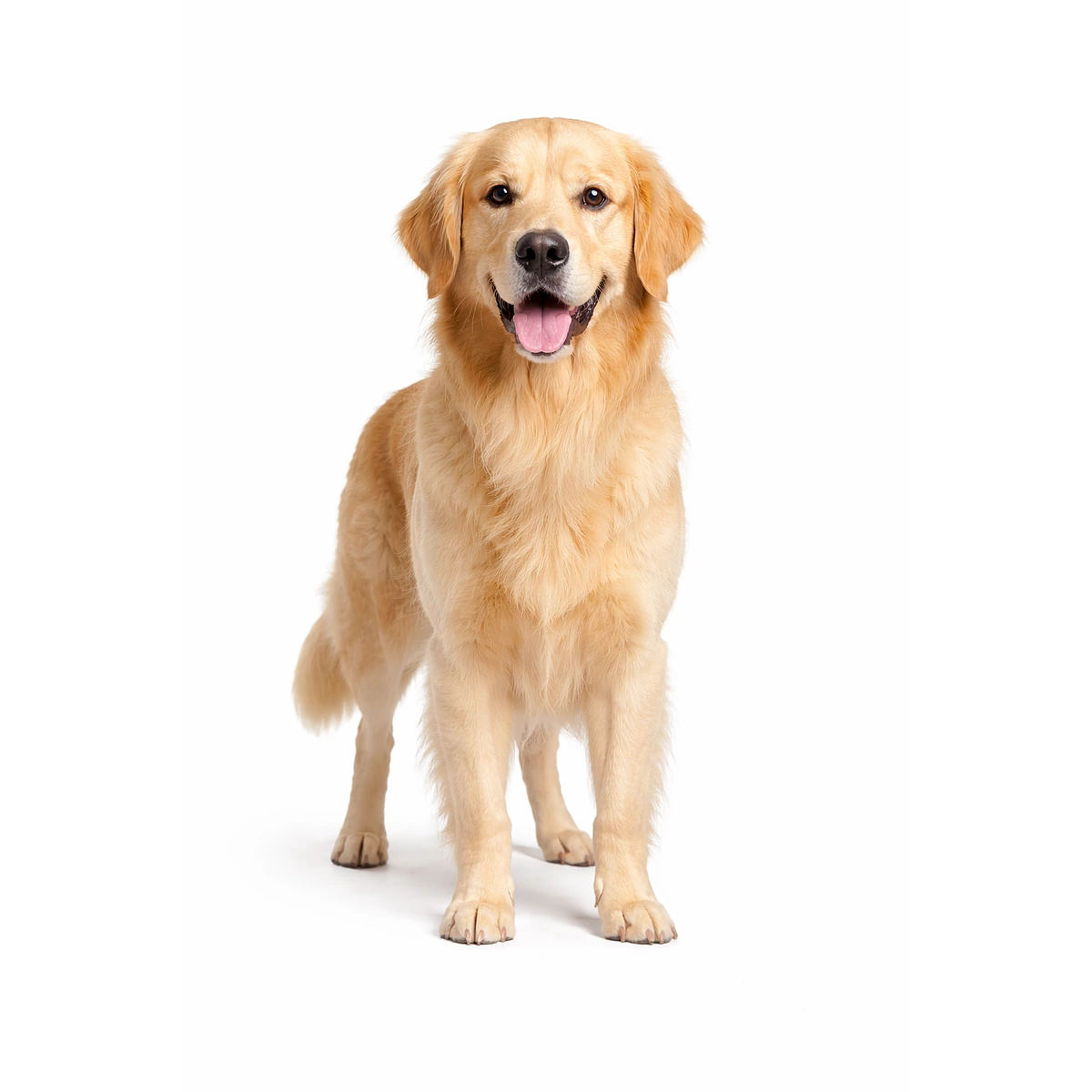 Golden Retriever Hund character