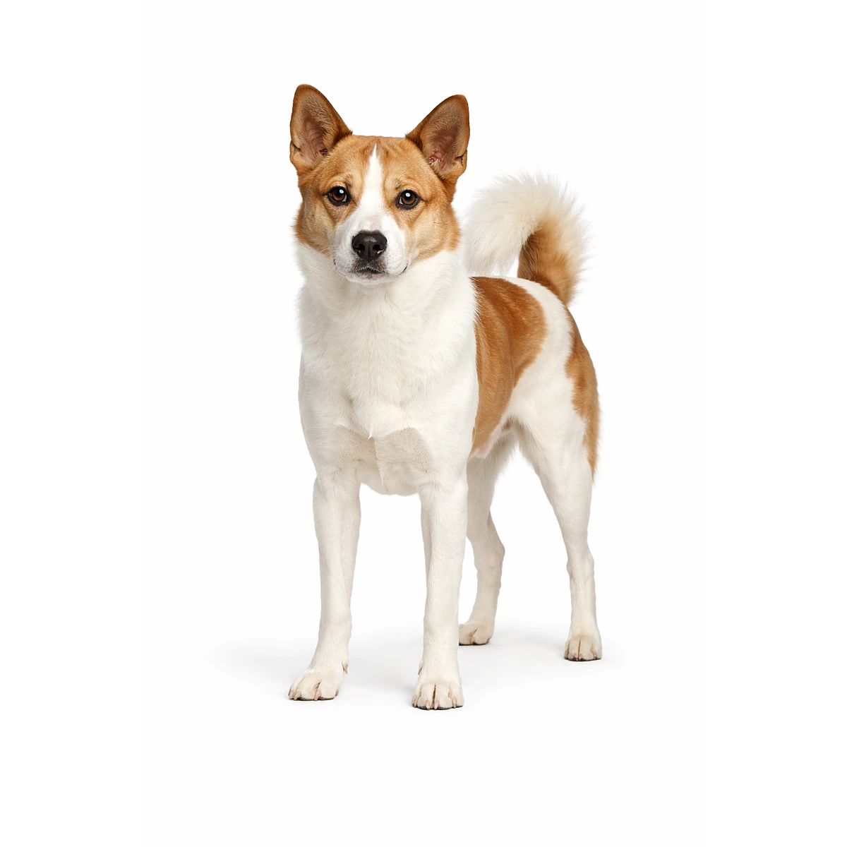 Kanaan Hund charakter