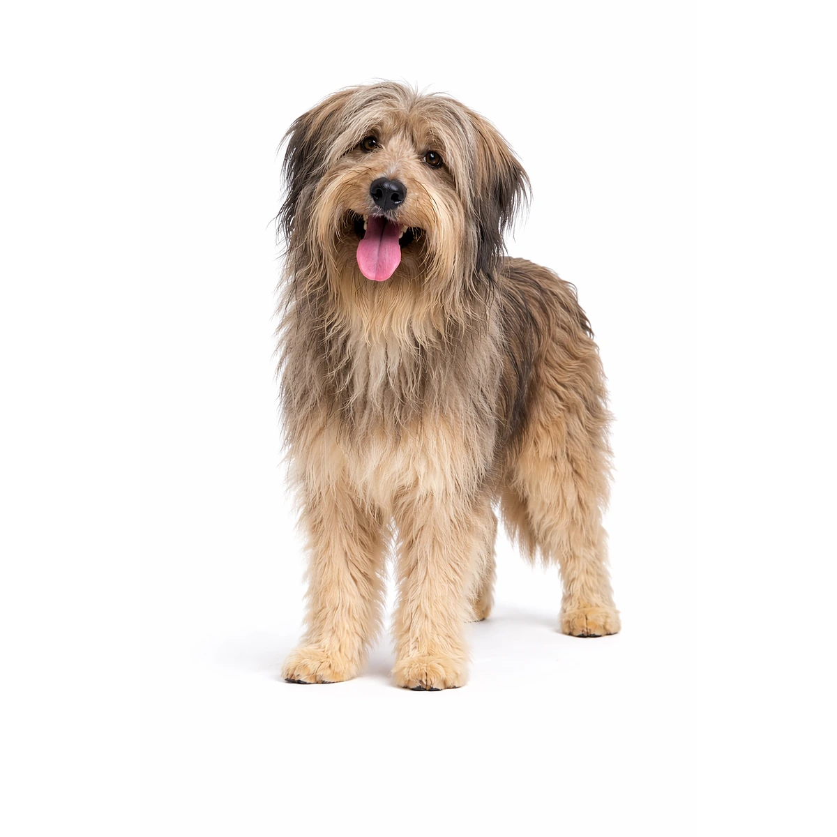 Katalanischer Schäferhund