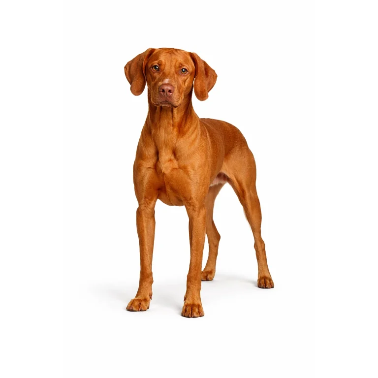 Magyar Vizsla (Kurzhaar) Hund charakter