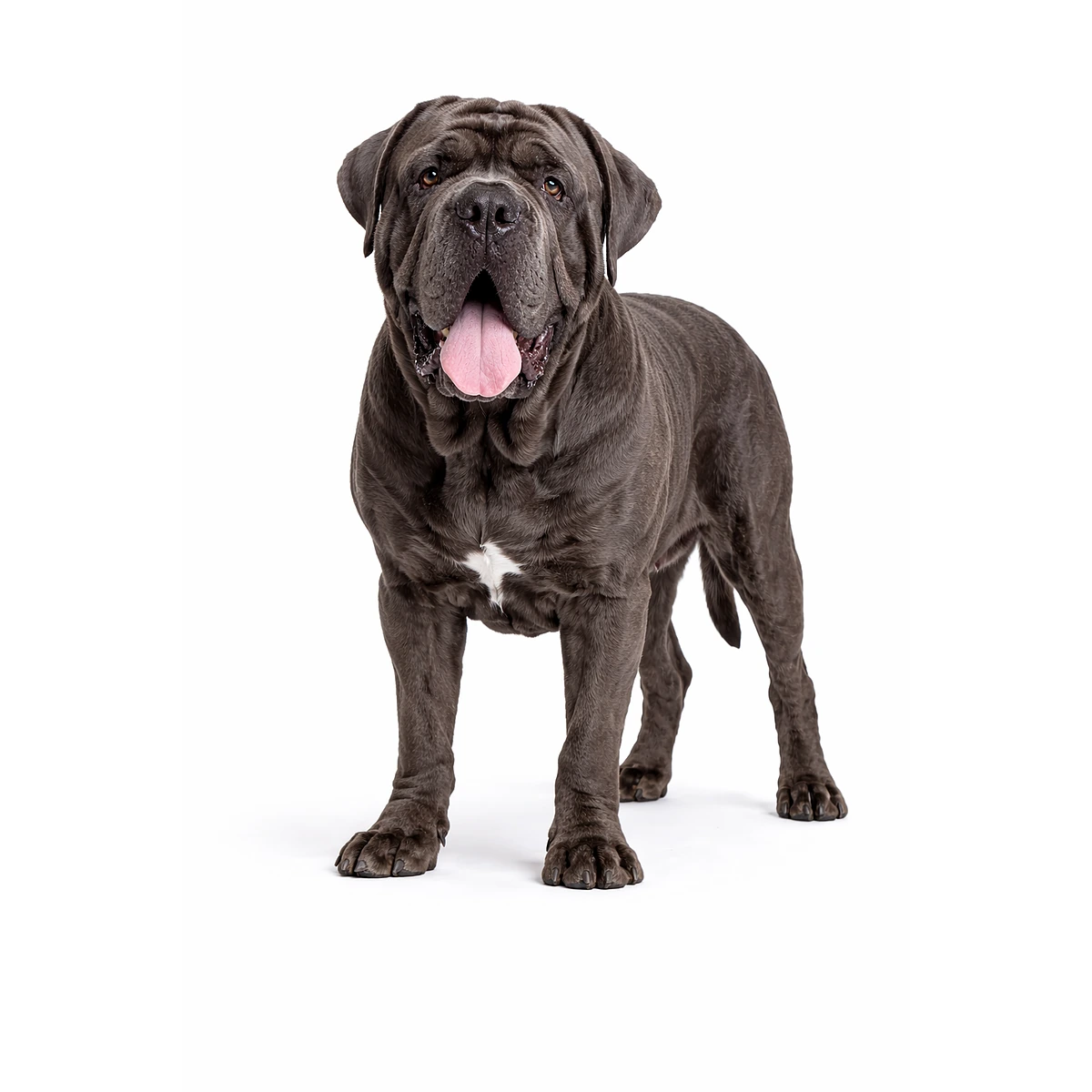 Neapolitanischer Mastiff