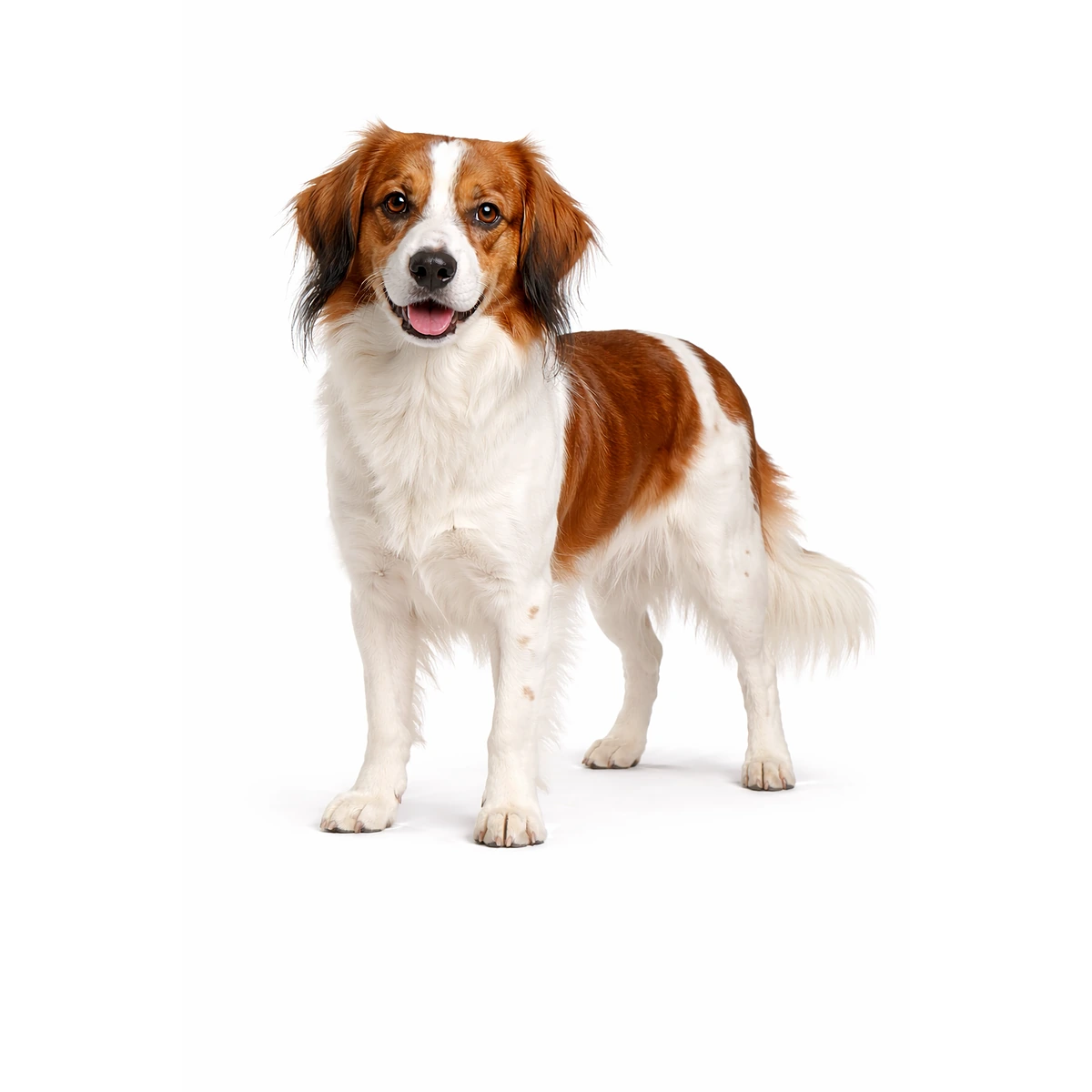 Nederlandse Kooikerhondje Hund character