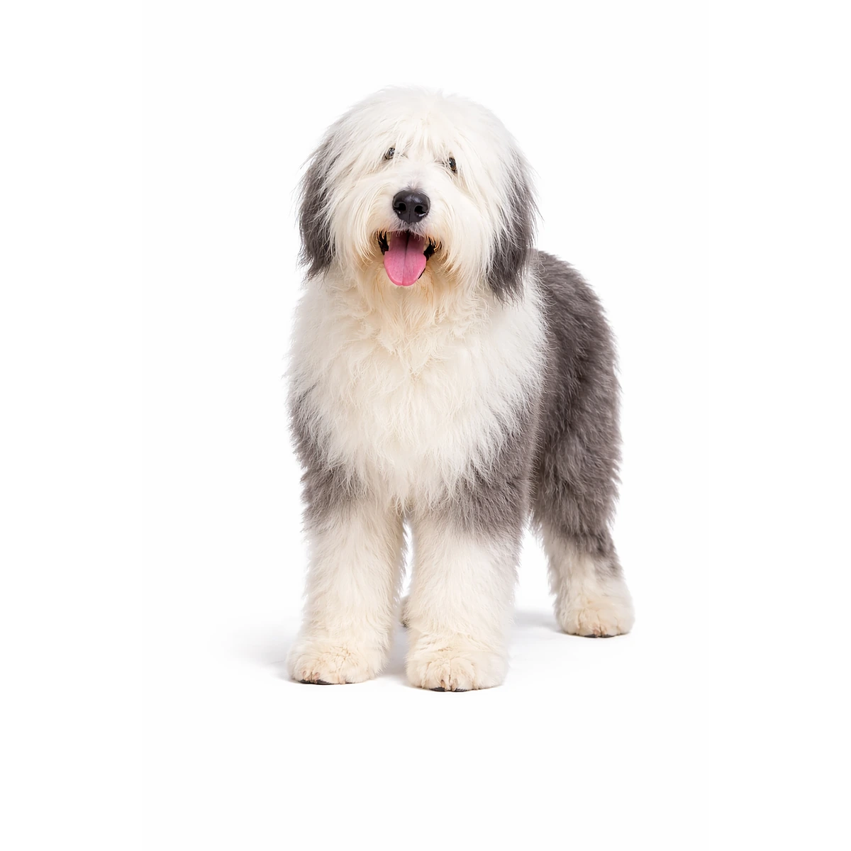 Old English Sheepdog (Bobtail)