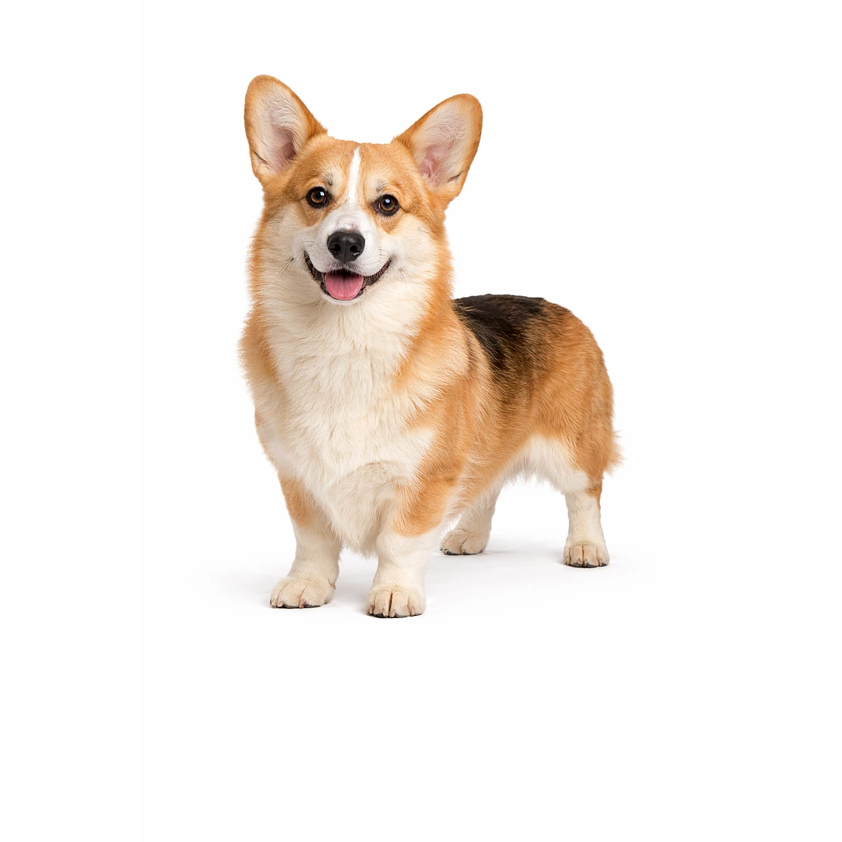 Pembroke Welsh Corgi