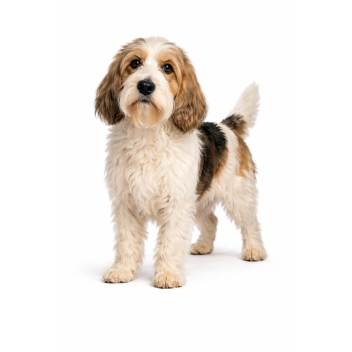 Petit Basset Griffon Vendéen