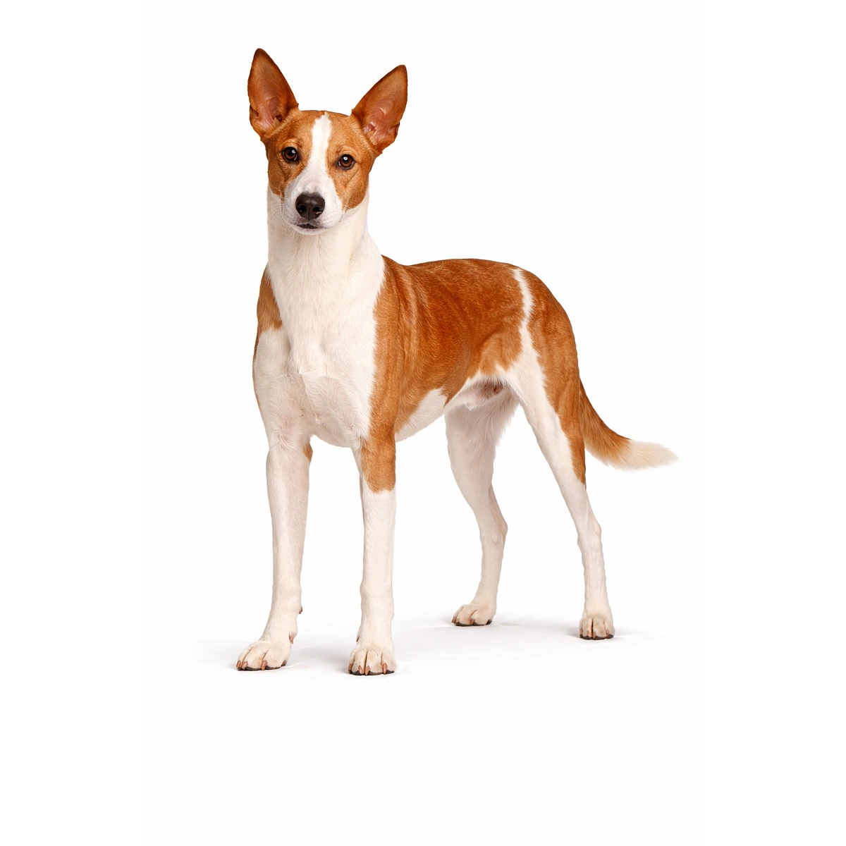 Podenco Andaluz (Groß)