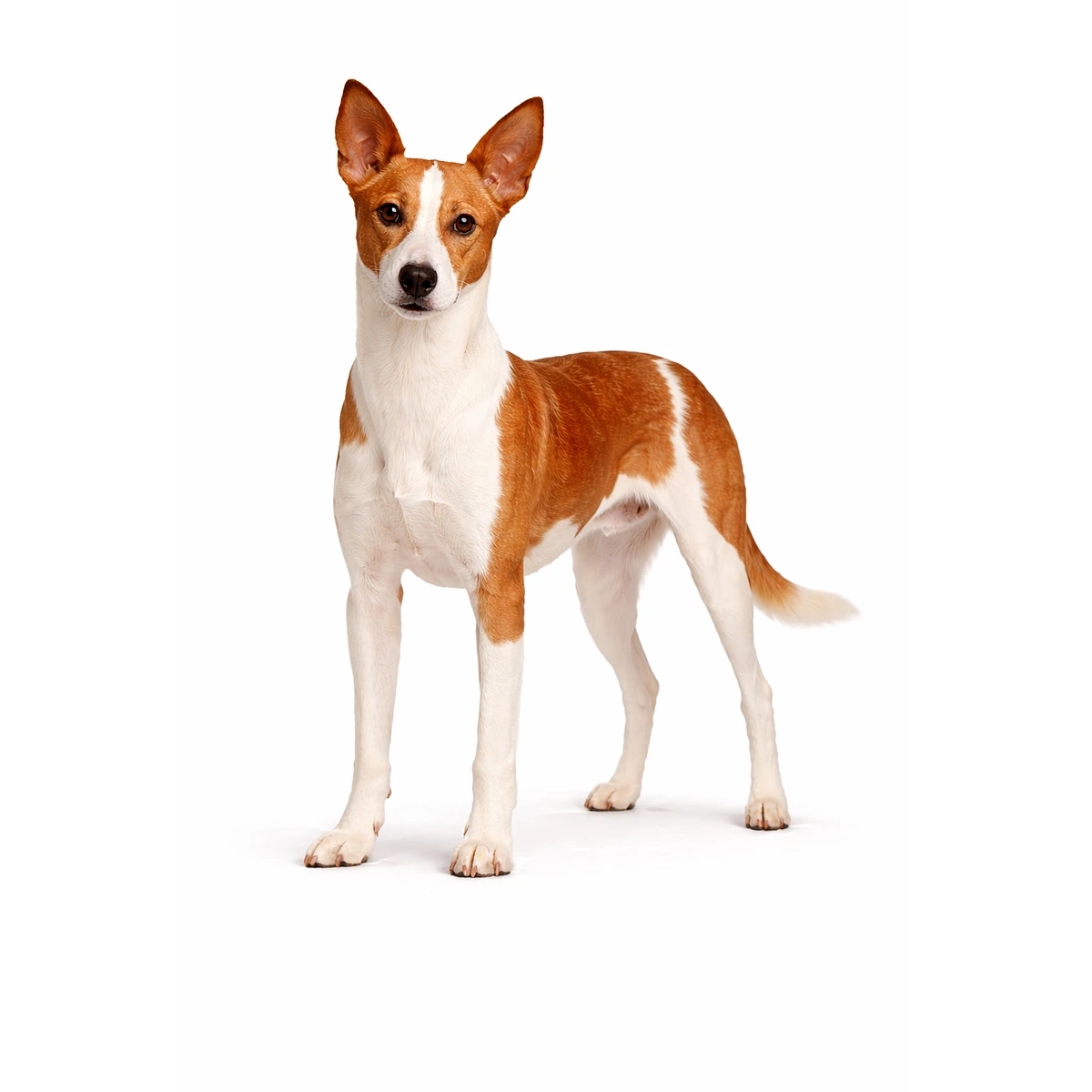 Podenco Andaluz (Mittel)