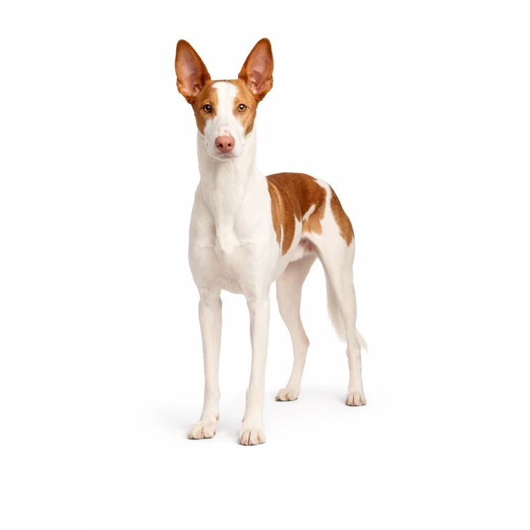 Podenco Ibicenco