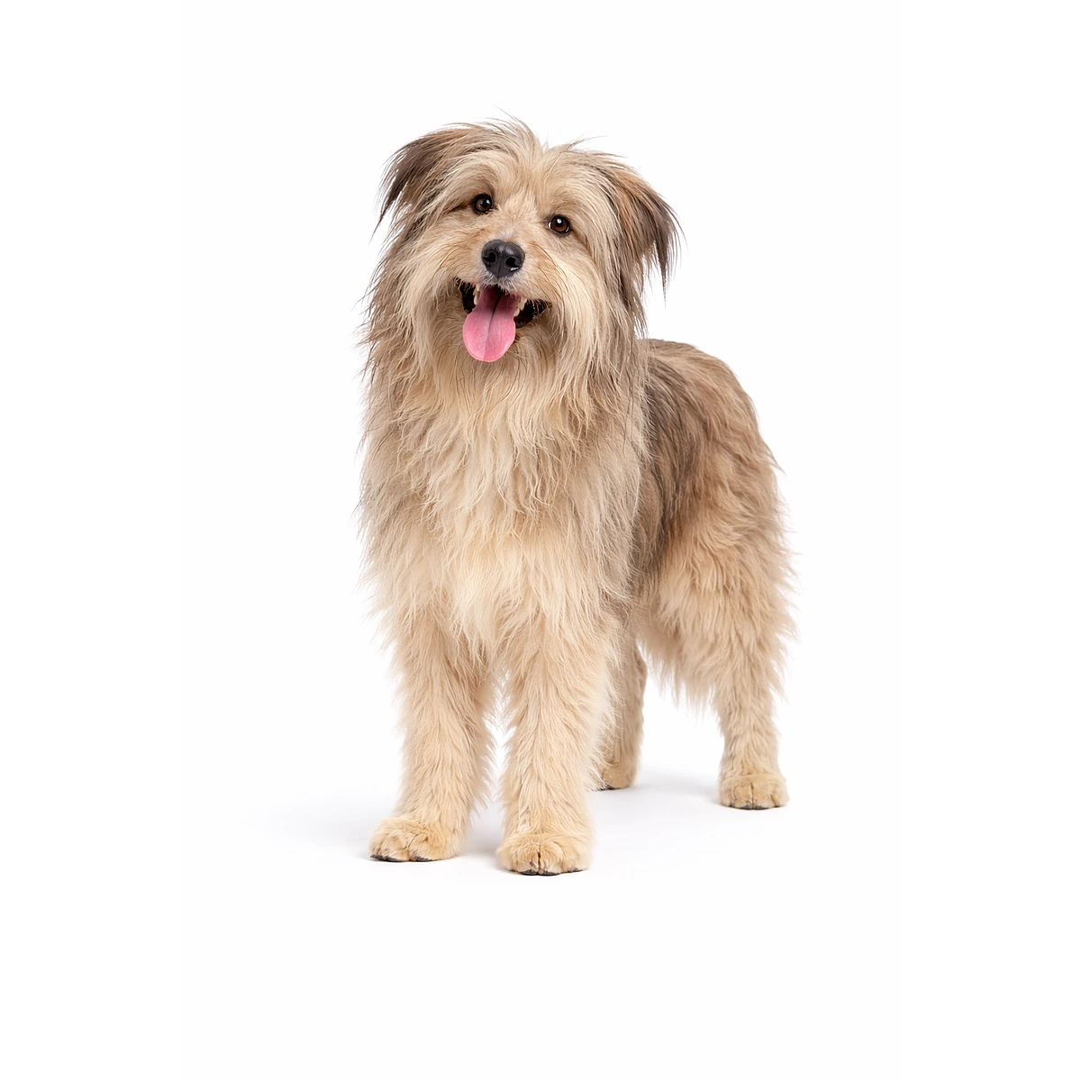 Pyrenäen-Schäferhund