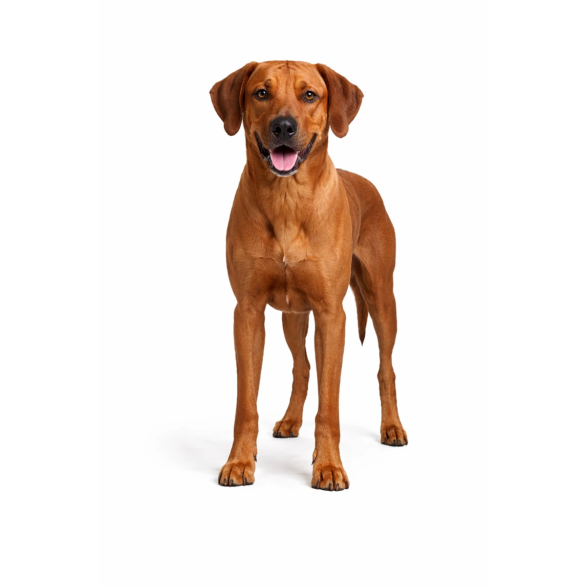 Rhodesian Ridgeback