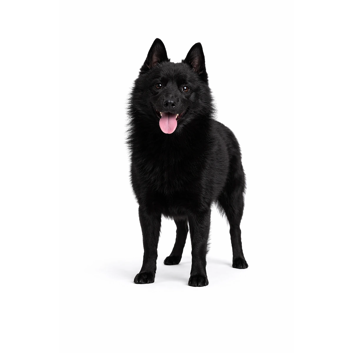 Schipperke