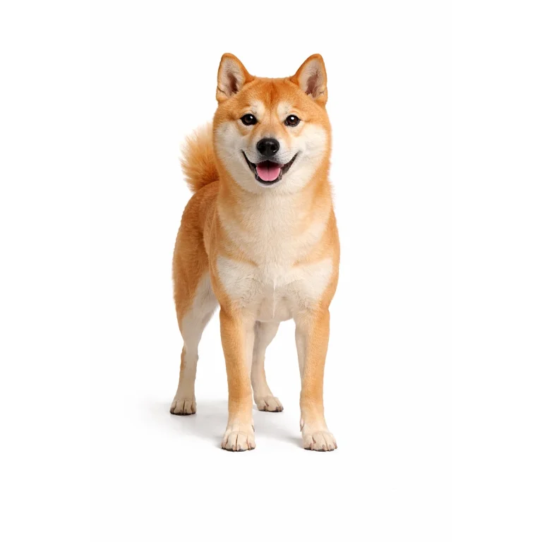Shiba Inu