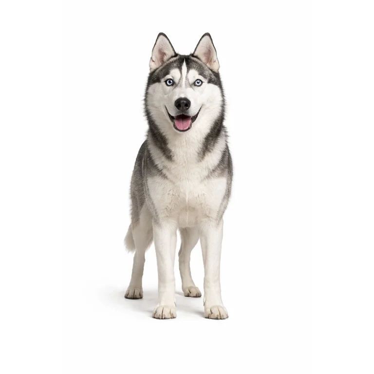 Siberian Husky Hund character
